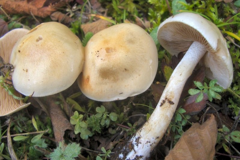 Hebeloma sp di faggio